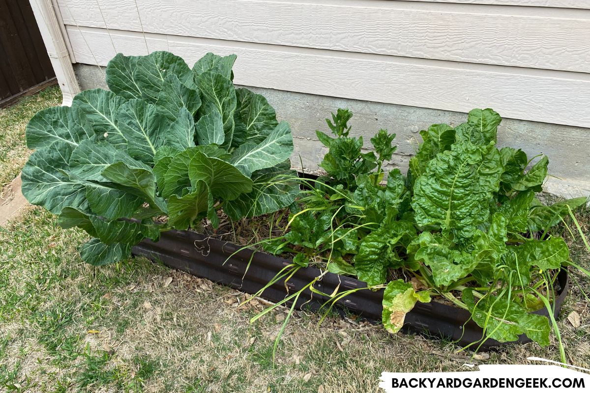 The Downsides of Growing Certain Plants in Raised Beds