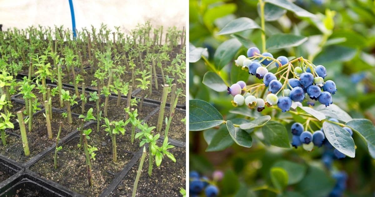 Blueberry Bush Propagation: Achieve a Flourishing Garden