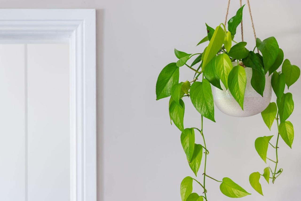 Best Hanging Common Houseplants for Small Spaces