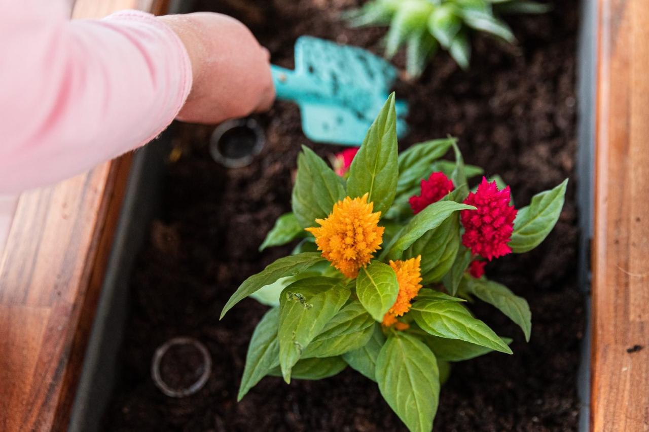 How To Ensure Your Celosia Plant Stays Healthy Year-Round