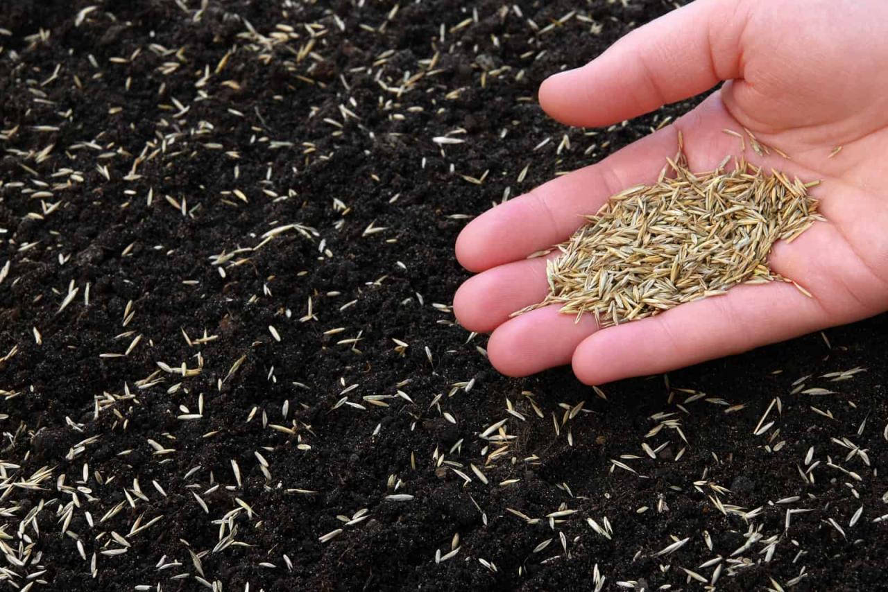 Best Time to Plant Grass Seed for Lush and Vibrant Lawn: A Complete Guide