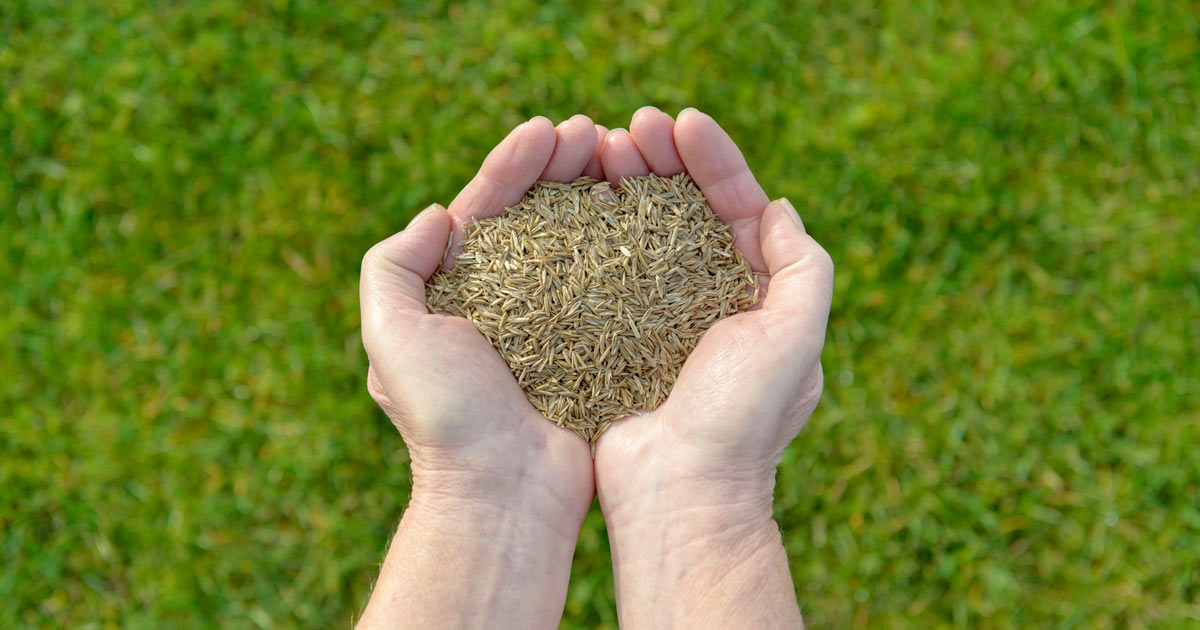 September Grass Seed Planting: Tips for Optimal Growth