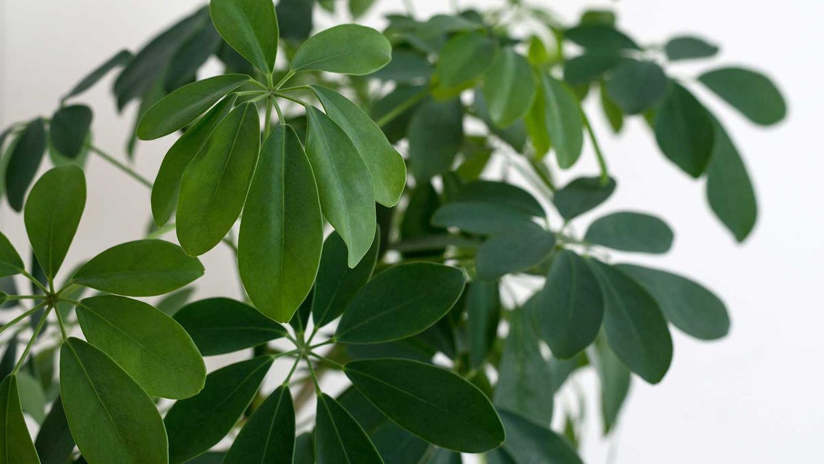 The Ultimate Guide to Propagating Schefflera for a Lush Indoor Garden