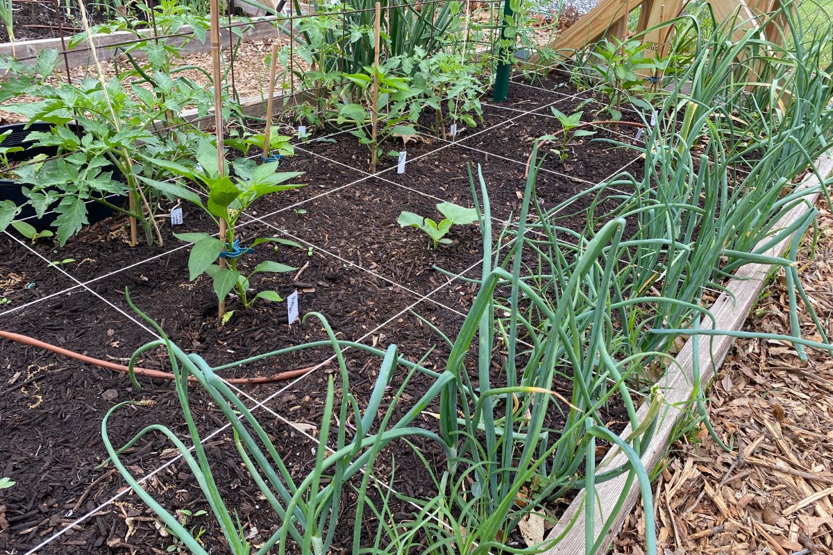 The Downsides of Growing Certain Plants in Raised Beds