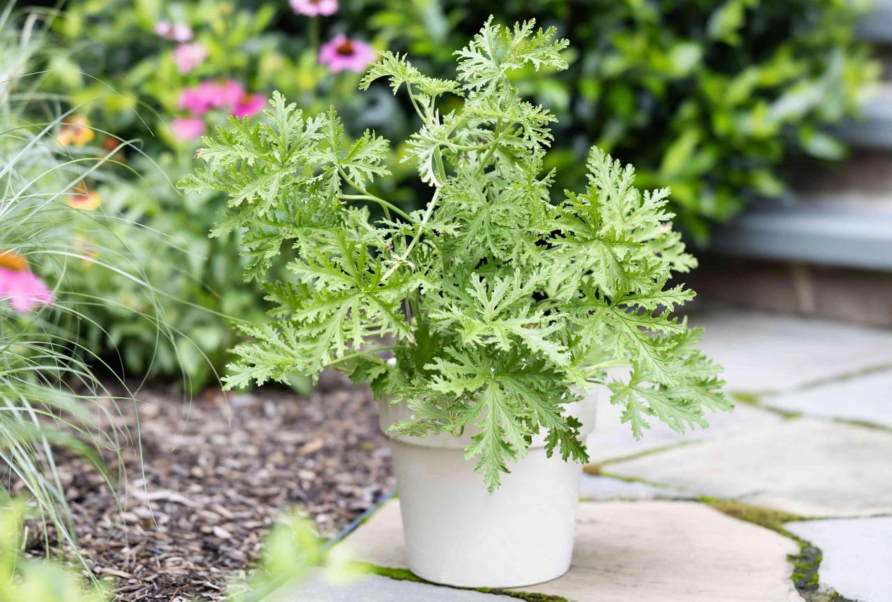 Citronella Plants: Create a Pest-Free Outdoor Space