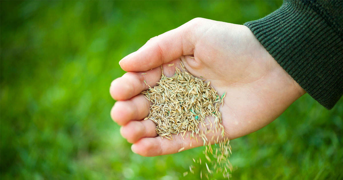 Plant Grass Seed for a Lush Lawn: A Complete Guide