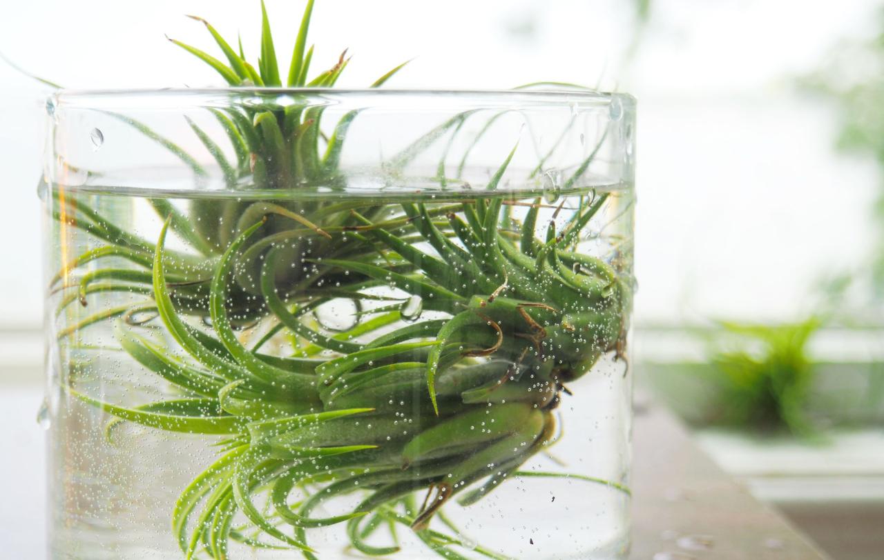 The Best Air Plant Watering Practices for Beginners