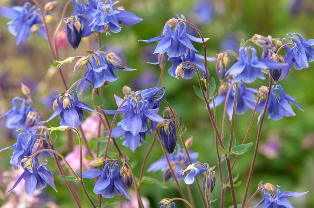 Columbine Plants: Tips for a Gorgeous Garden Makeover