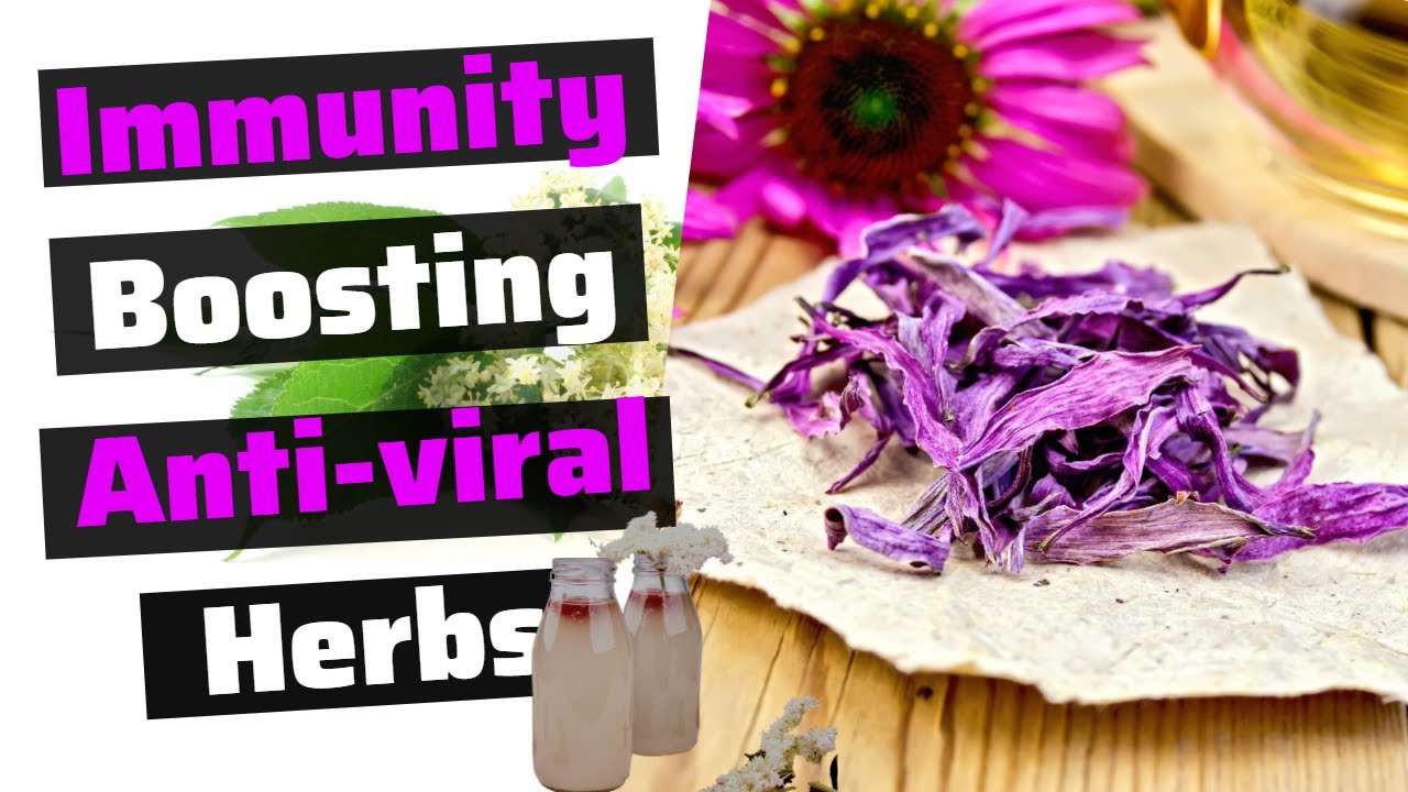 How to Use Biota Herb to Improve Your Immune System