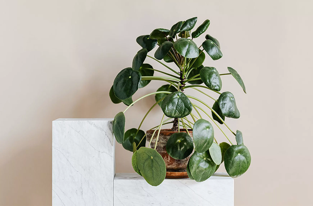 Enhance Your Home: How To Propagate Pilea for Lush Growth