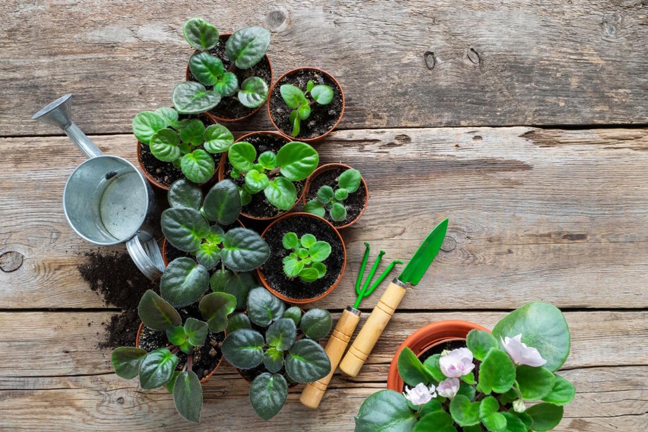 African Violet Propagation: What Every Gardener Should Know