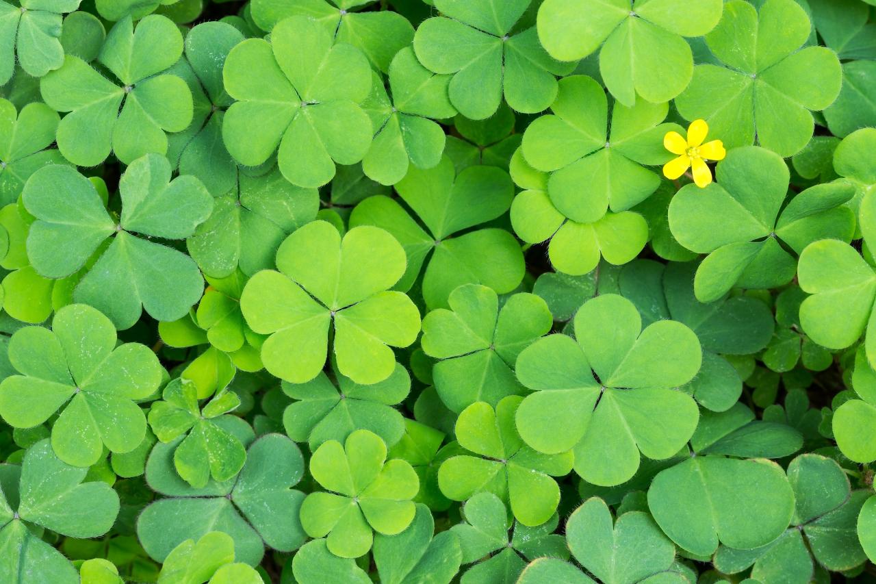 How to Ensure Your Four Leaf Clover Cultivation Is a Success