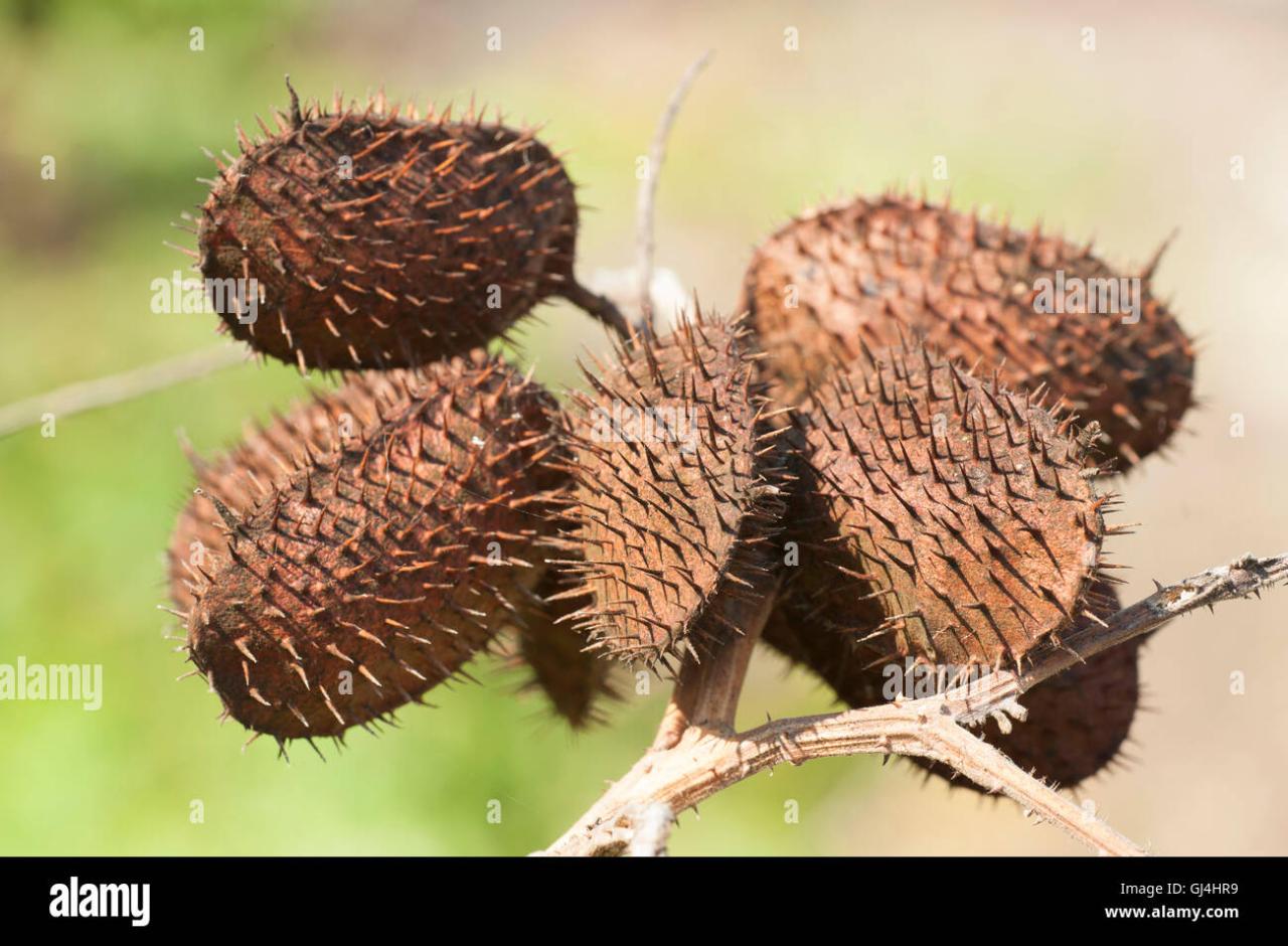 The Amazing Journey of Spiky Seeds from Plant to Plant