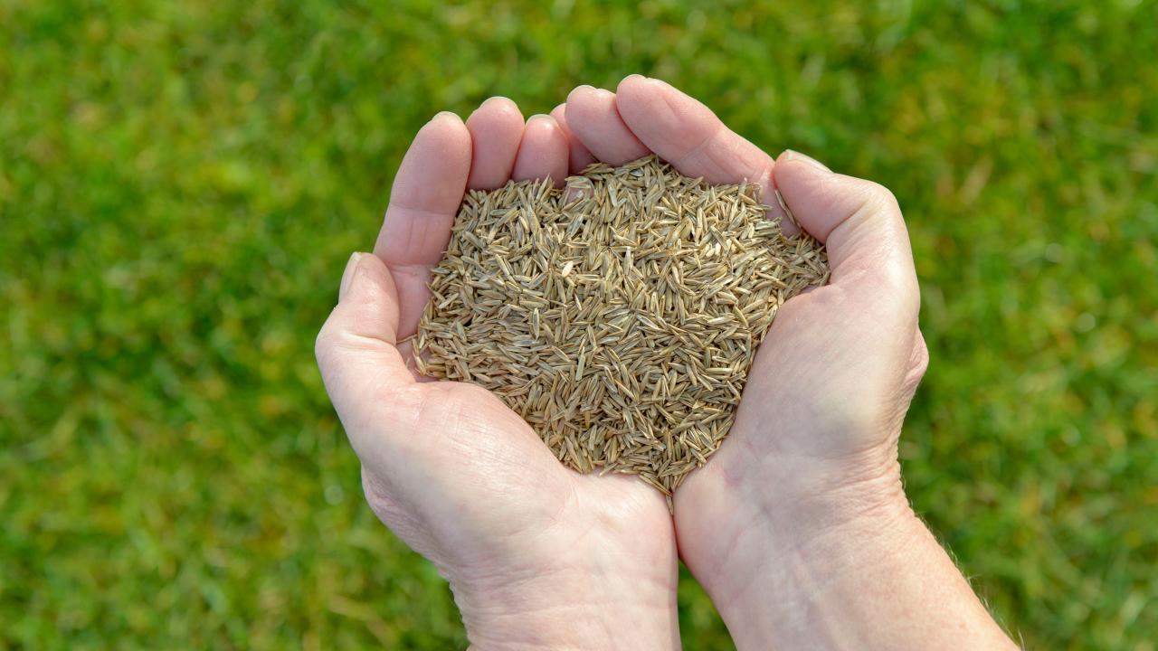 Best Time to Plant Grass Seed for Lush and Vibrant Lawn: A Complete Guide