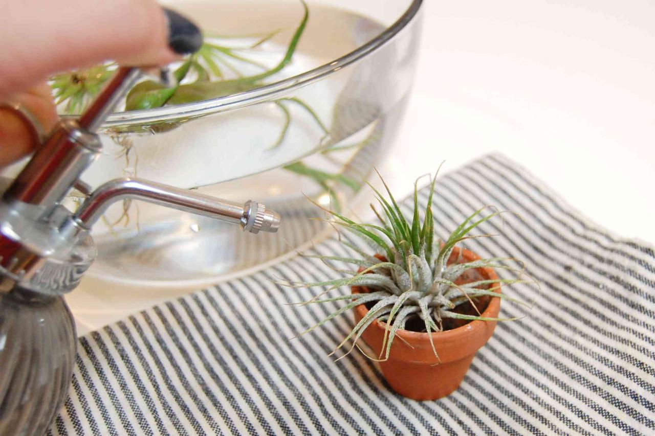 The Best Air Plant Watering Practices for Beginners